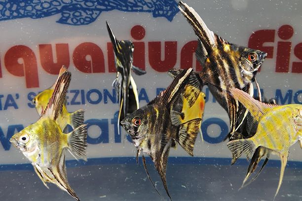 SCALARE LIGHT MIX SM