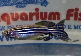 DANIO ASSORTITI PINNE A VELO (RERIO / FRANKEI / GOLD)