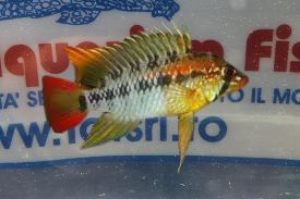 APISTOGRAMMA MACMASTERI RED TAIL (GERMANIA)