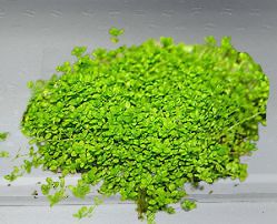 MICRANTHEMUM MONTE CARLO