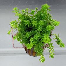 Rotala boshii