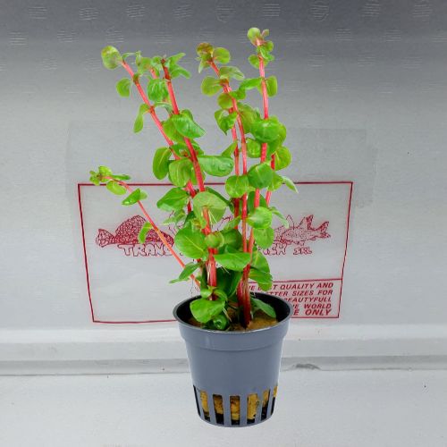 Rotala Rotundifolia Orange Juice