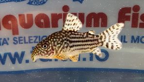 CORYDORAS STERBAI