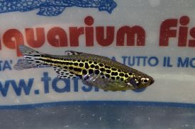 DANIO TINWINI GOLD RING