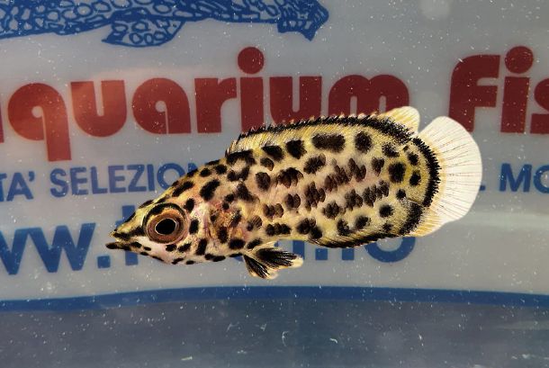 CTENOPOMA ACUTIROSTRIS LEOPARD