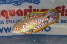 TATEURDINA OCELLICAUDA MD