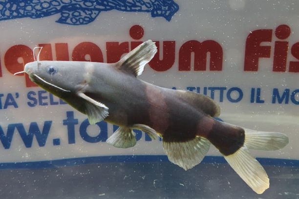 PSEUDOMISTUS SIAMENSIS BUMBLE BEE L