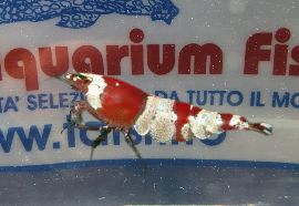 CARIDINA RED CRYSTAL CARIDINA RED CRYSTAL
