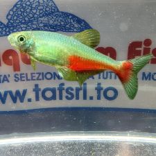 APHYOCHARAX RATHBUNI MD