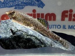 GASTROMYSON CTENOCEPHALUS SM