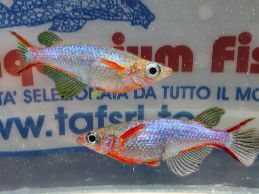 ORYZIAS WOWORAE  MEDAKA