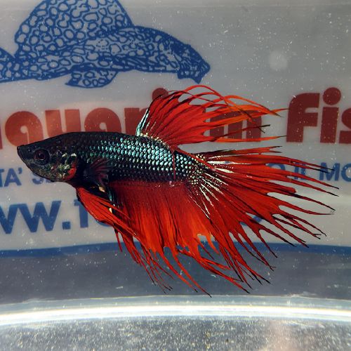 BETTA SPLENDENS MASCHIO CROWNTAIL colori assortiti