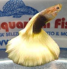 GUPPY MASCHIO YELLOW DELTA