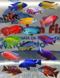 AULONACARA VARIETA' ASSORTITE 5/6 CM