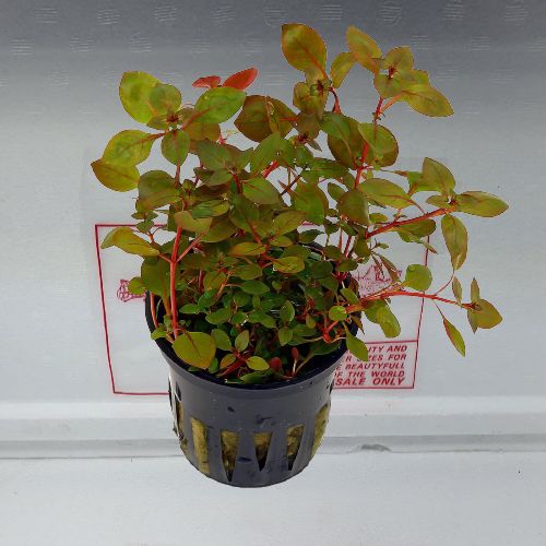 Ludwigia sp. super red