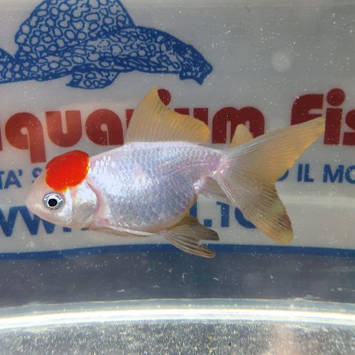ORANDA-TESTA-ROSSA-5cm ORANDA-TESTA-ROSSA-5cm