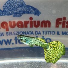 GUPPY MASCHIO SNAKESKIN GREEN DELTA