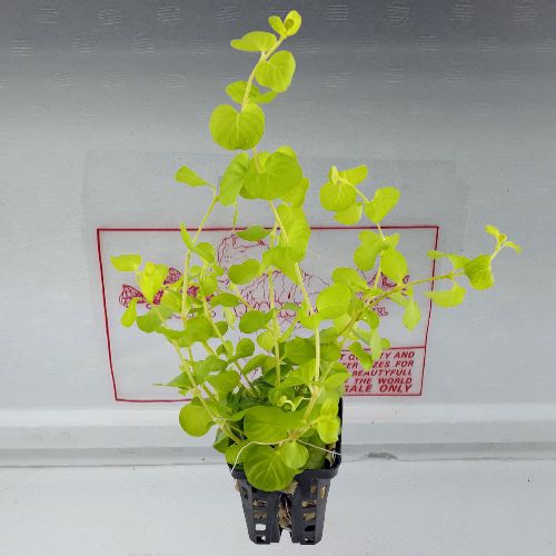 Lysimachia nummularia yellow