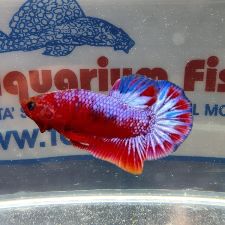 BETTA MASCHIO HELLBOY PK