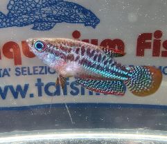 TRICHOPSIS PUMILA 2cm