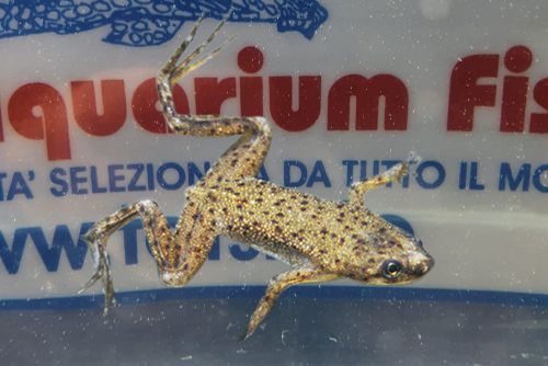 HYMENOCHIRUS BOETTGERI HYMENOCHIRUS BOETTGERI