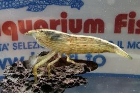 ATYOPSIS GAMBERO ATYOPSIS GAMBERO