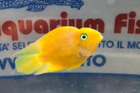 CICHLASOMA PARROT YELLOW