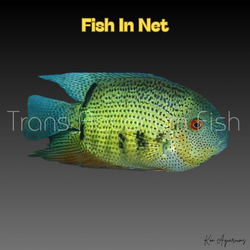 HEROS SEVERUM 5/6 CM.