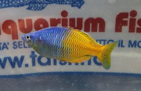 MELANOTAENIA BOESEMANI md