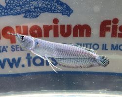 Osteoglossum Bicirrhosum - Arowana  13/14 cm