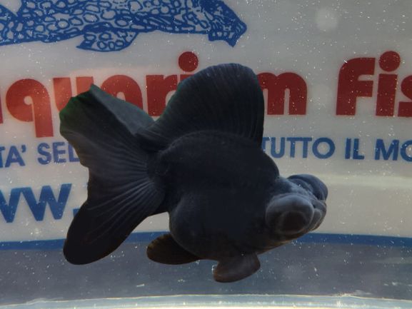 BUTTERFLY BLACK 8-10CM BUTTERFLY BLACK 8-10CM