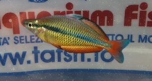 MELANOTAENIA HERBERTAXELRODI MELANOTAENIA HERBERTAXELRODI