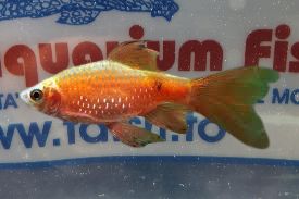 BARBUS CONCHONIUS LONGFIN