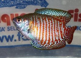 COLISA LALIA MASCHIO