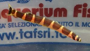 ACANTOPHTALMUS KHULII (PANGIO)