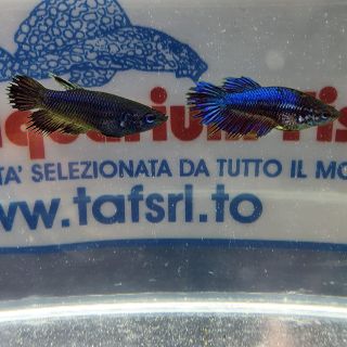 BETTA SPLENDENS FEMMINA CROWNTAIL  colori assortiti