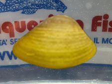 CORBICULA-JAVANICUS CORBICULA-JAVANICUS