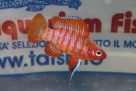 DARIO DARIO RED SCARLET BADIS