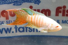 MACROPODUS OPERCOLARIS ALBINO RED TAIL