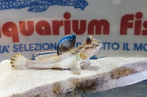 PERIOPHTALMUS VULGARIS MD