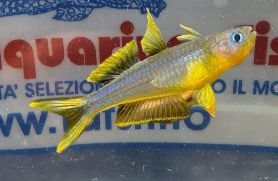 PSEUDOMUGIL FURCATUS MD