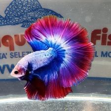 BETTA MASCHIO HALFMOON THAI FLAG