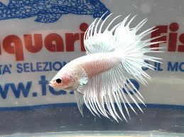 BETTA SPLENDENS MASCHIO CROWNTAIL WHITE
