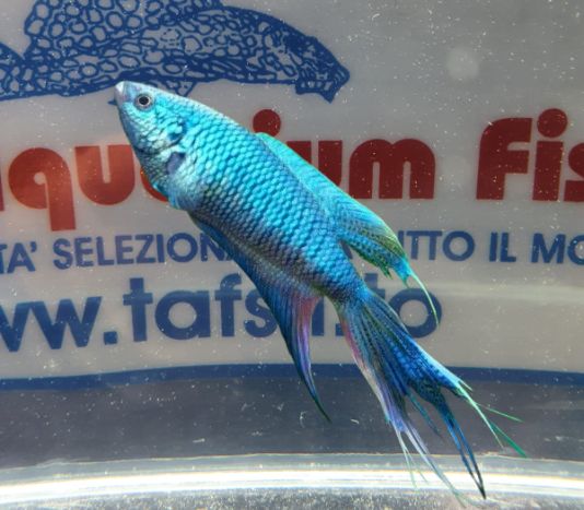 MACROPODUS OPERCOLARIS COBALT  BLUE