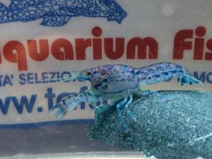 CAMBARELLUS diminutus CAMBARELLUS diminutus