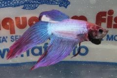 BETTA SPLENDENS M. 2COLOR BETTA SPLENDENS M. 2COLOR