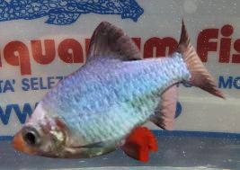 BARBUS TETRAZONA PLATINUM GREEN