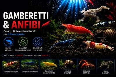 Gamberetti e Anfibi ornamentali