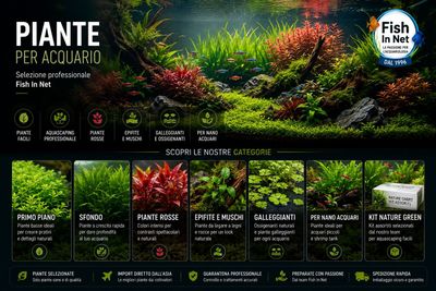 Piante per acquario di acqua dolce