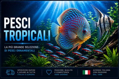 Pesci tropicali di acqua dolce